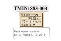 白粉蝶藏品圖，第4張